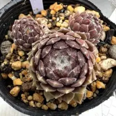 センペルビウム arachnoideum Titan 全部 - メルカリ