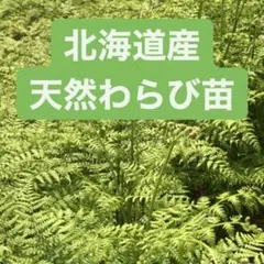 2026年最新】ワラビ 苗の人気アイテム - メルカリ