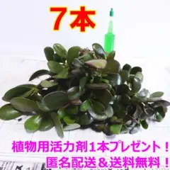 (3) 金のなる木　抜き苗　根付き　7本　活力剤付き！のサムネイル