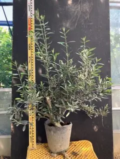 大型 オリーブの木 【シプレッシーノ】 9号 陶器鉢 植え込み発送