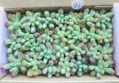 71 多肉植物　多肉弁当　詰め合わせ　寄せ植え　セット　カット苗　乙女心　セダム