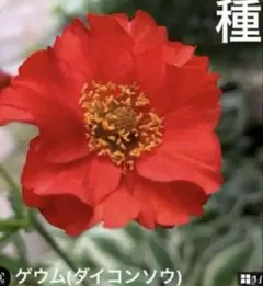 ドラミちゃん様 リクエスト 3点 まとめ商品