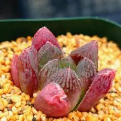 ち*い様 多肉植物　ハオルチア 雪ウサギ×オブツーサ錦黄色斑　 H-4