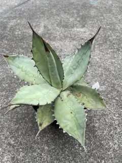 クリンのママさん様 リクエスト 2点 まとめ商品