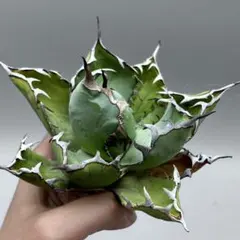 Lj_plants】Z080アガベ チタノタxホリダ 極上子株 - メルカリ