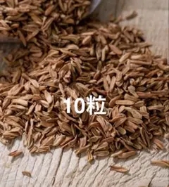 大和当帰の種⭐農薬不使用⭐漢方 - メルカリ