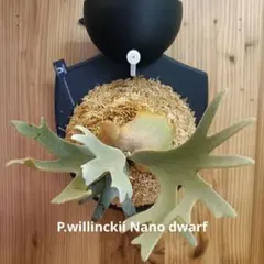 アクア　ビカクシダP.Antler crown とP. Totoro 2点 アクア様専用 ビカクシダP.Antler crown とP. Totoro 2点 - メルカリ
