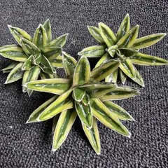 2025年最新】笹の雪 黄覆輪の人気アイテム - メルカリ