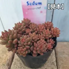 ☆440円　ホワイトストーンクロプ　セダム　2.5号ポット　らくらくメルカリ便