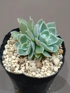 メルカリ便　シャビアナ・マドレ・デル・スル錦　ポットごと 2025年最新】シャビアナの人気アイテム - メルカリ