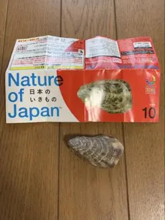 Nature of Japan 日本のいきもの１ / マガキ