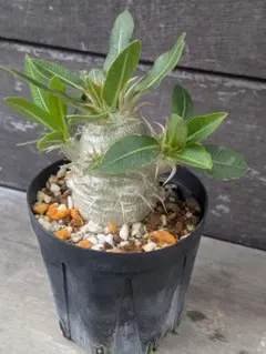 パキポディウム ホロンベンセ 塊根植物 実生 グラキリス 良型 まる 丸