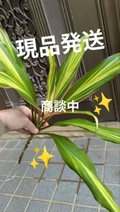 GW価格】Corynth イチジク 2年生苗木 - メルカリ