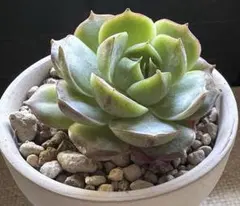 ミ*マ様 No.g695新入荷　札落ち品　エケベリア　多肉植物　撮影12月7日