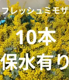 フレッシュミモザアカシア　ミモザ10本　保水有り追加1本100円