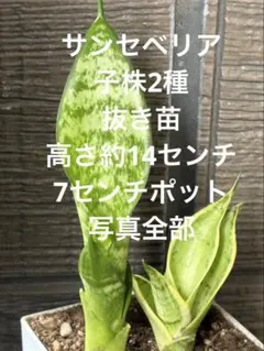 希少　キャノン　サンセベリア 特殊個体　抜き苗 cannon キャノン 子株 サンセベリア 特殊個体 抜き苗 【希少】 - メルカリ