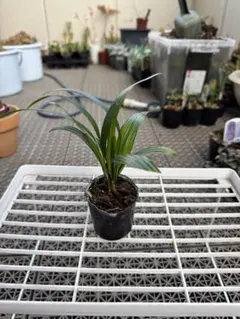 わさび様 リクエスト 3点 まとめ商品