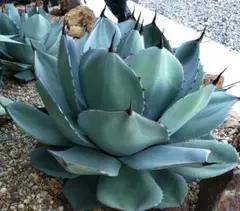 2025年最新】アガベ パリー ハンティントンの人気アイテム - メルカリ