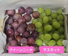 チルド便】山梨県産 シャインマスカット・クイーンニーナ 家庭用 箱込