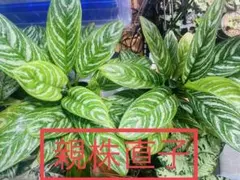 本物】 アグラオネマカーティシー D株（管理番号）株分時の古い葉傷
