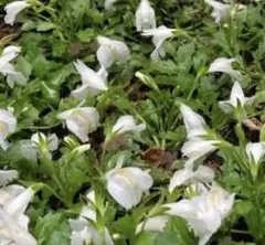 aikonana0523様 リクエスト 3点 まとめ商品