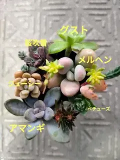 2025年最新】ロウルサンコ 多肉の人気アイテム - メルカリ