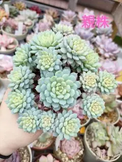 2025年最新】ミックスベリアの人気アイテム - メルカリ