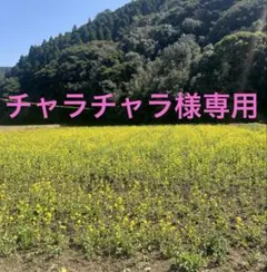 チャラチャラ様専用ページです