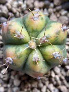 現物 レア 多肉植物 サボテン キャンディー兜錦 0.9cm 抜き苗 - メルカリ