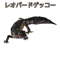 《未開封》いきもの大図鑑アドバンス⭐レオパードゲッコー