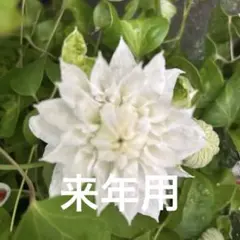2鉢限定♥希少 クレマチス 咲良の妖精 5号 1鉢 現物発送 商品詳細必読