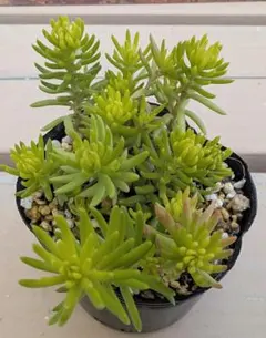 B 多肉植物 クラッスラ デルトイデア タンクアカルー 抜き苗 - メルカリ