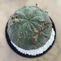 オベサ 