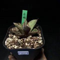 2025年最新】アガベ ブツブツの人気アイテム - メルカリ