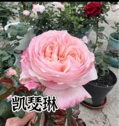 バラ苗 四季咲 ③ 切花 花持ち良い 強健 - メルカリ