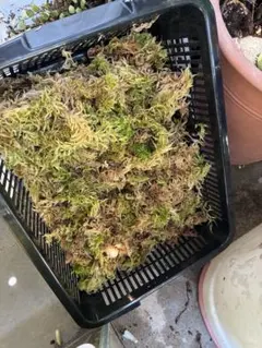 期間限定！お値下げ中！国産天然生水苔　受注いただいてからの採取！のサムネイル