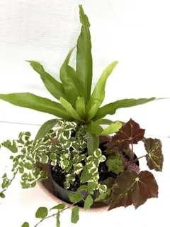 観葉植物　3種セット　抜き苗のサムネイル