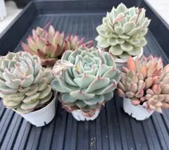 エケベリア色々　大きめカット５鉢分全てセット　寄植えに単品に