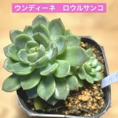 2026年最新】ロウルサンコ 多肉の人気アイテム - メルカリ