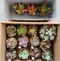 多肉植物☆格安まとめ売り