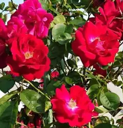 ドクターヒューイ　つるバラ　苗　薔薇　苗木　ローズピンクのサムネイル