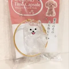 ラテ わんこのタイムカプセル 愛犬 毛 ポメラニアン ガチャ カプセルトイ