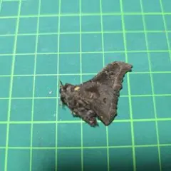 小型　超珍品　マクロチリスヤママユ　蛾　標本 超絶珍品マクロチリスヤママユ蛾標本