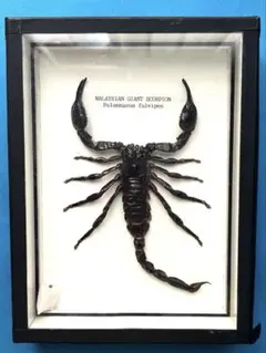 ワニとサソリの剥製セット 514bJWfEVyL._UF350,350_QL50_.jpg