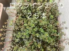ロタラインディカ　水上葉　２５本のサムネイル