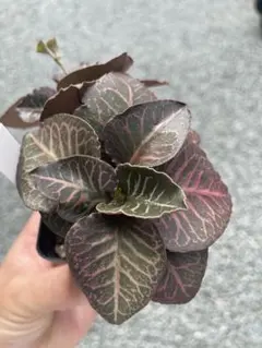 エピスシア クプレアタ ピンクヘブン M＆L 小株 速達発送Episcia