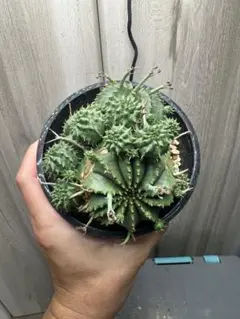 ユーフォルビア バリダ モンスト（群生株）鉢植え コーデックス 多肉植物 ユーフォルビア バリダ モンスト（群生株）鉢植え コーデックス 多肉