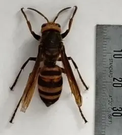 2026年最新】ハチの人気アイテム - メルカリ