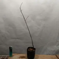 みっちゃん様 リクエスト 2点 まとめ商品