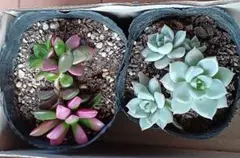 シャノアール様 リクエスト 2点 まとめ商品